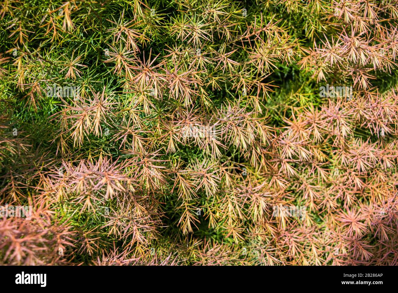 Gros plan sur les feuilles ou les aiguilles de la Cryptomeria elegans de cèdre rouge japonais montrant la coloration du vert au rouge à la fin de l'hiver Banque D'Images