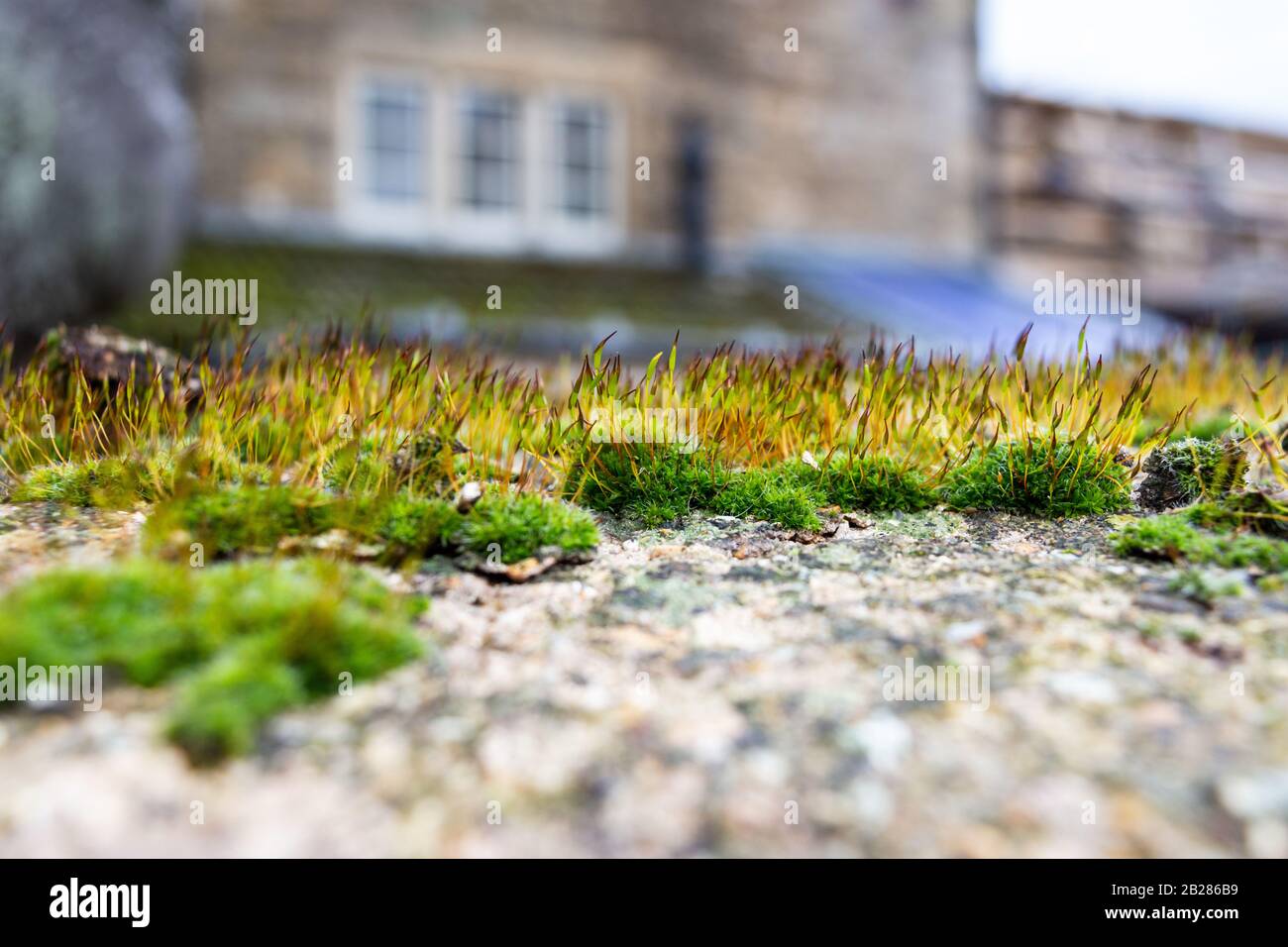 Croissance abondante de Tortula muralis mur-mousse, aka mousse tordue ou mousse d'étoiles avec un grand nombre de sporophytes au-dessus de gamétophytes de housonie sur le th Banque D'Images