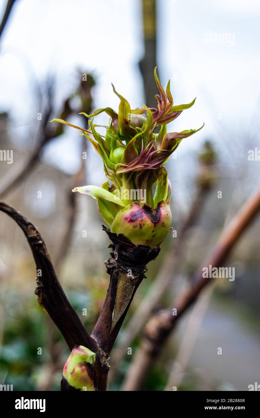 Un bourgeon d'un arbre poney la section Moulan du genre de plante Paeonia s'ouvre juste avec les premières feuilles entourant le bourgeon de fleur bulbe Banque D'Images