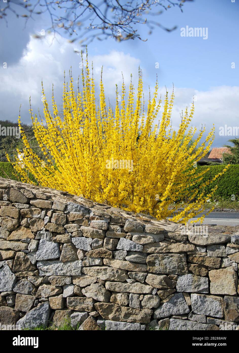 Goldgloeckchen ◊ (Forsythia intermedia 'Lynwood') Banque D'Images