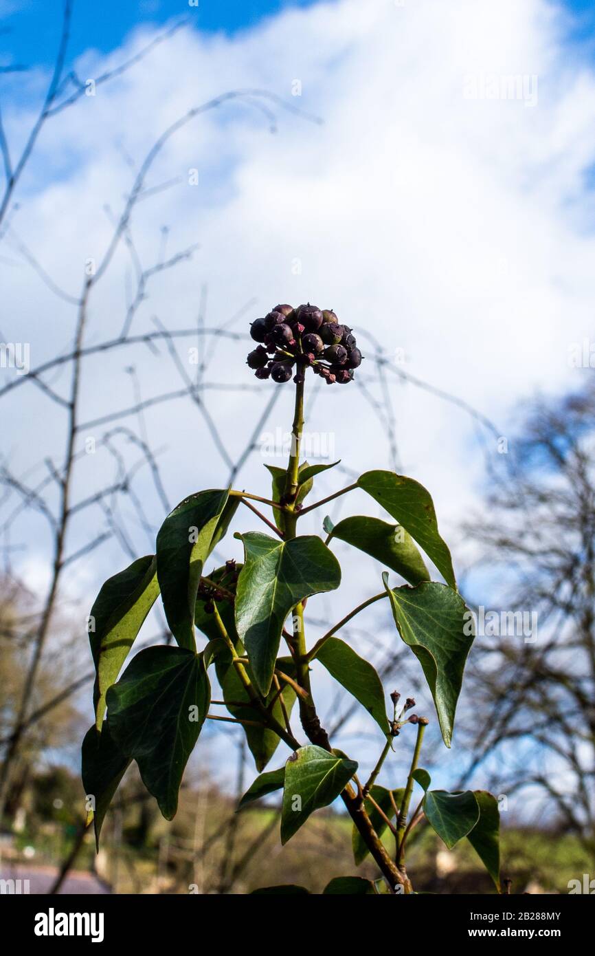 Une grappe de baies violettes de la commune ivy Hedera Helix haut une tige avec des feuilles contre un nuage blanc moelleux dans un ciel bleu Banque D'Images