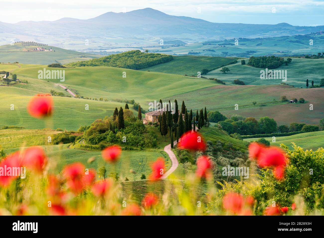 Fleurs de pavot et prairie au printemps, collines ondulantes en arrière-plan. Toscane Banque D'Images