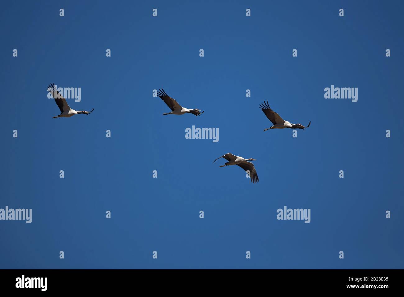 Grues à col noir (Grus nigricollis) en vol au-dessus de la vallée de Phobjikha, la plus importante aire d'hivernage du Bhoutan Banque D'Images