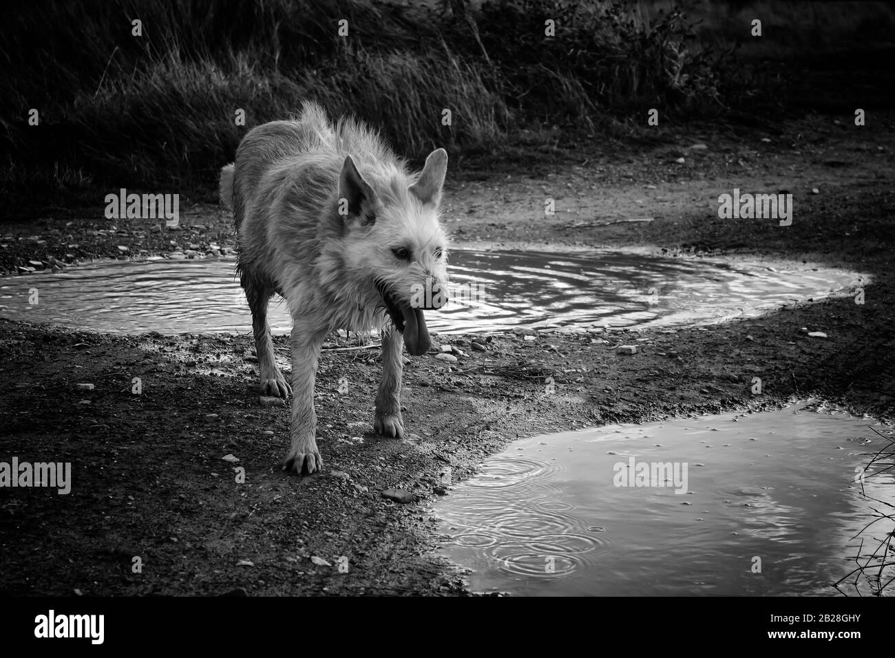 Chien Podenco abandonné et triste, les animaux adoptés Banque D'Images