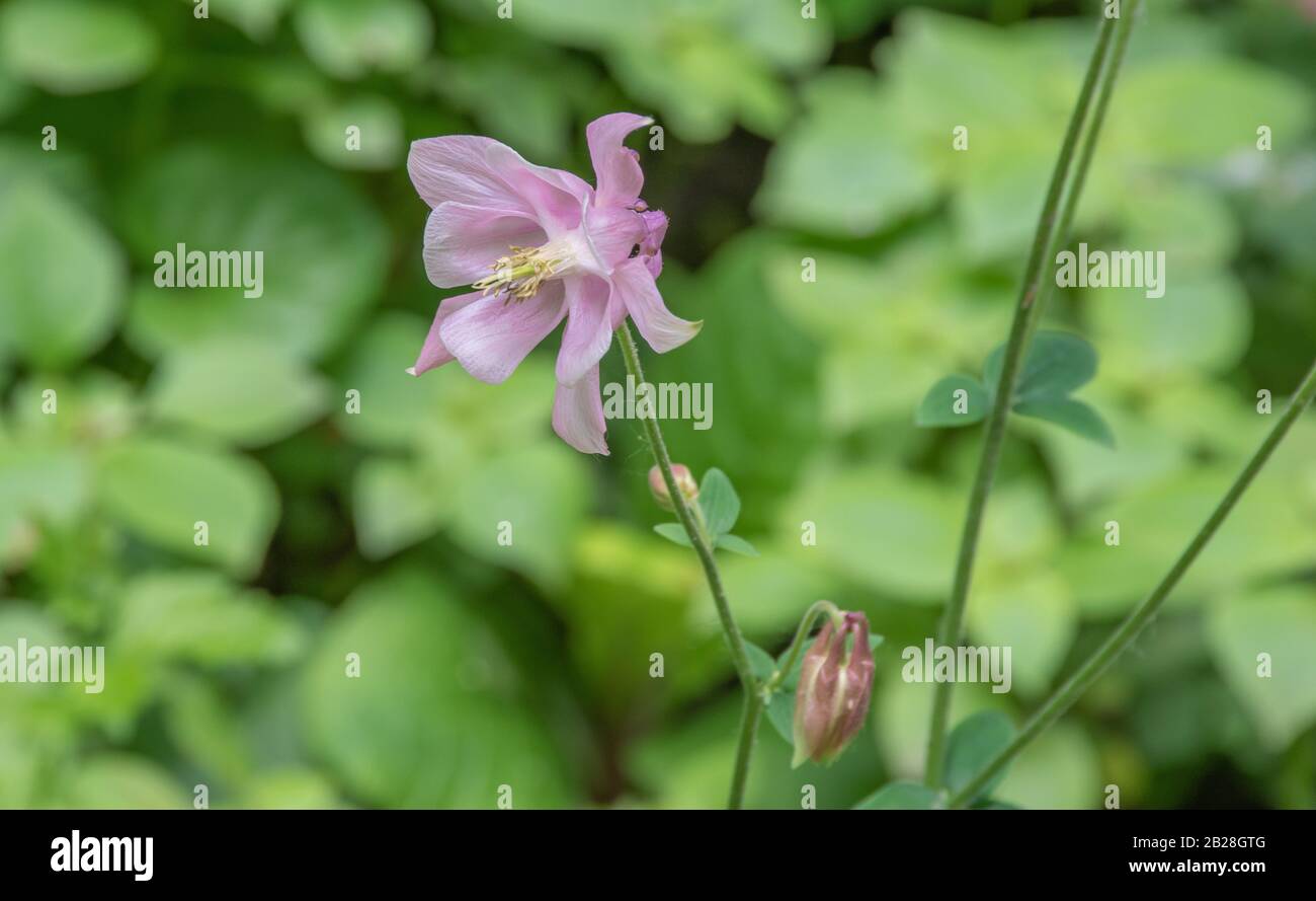 Fleur rose sur un pré vert dans la forêt Banque D'Images