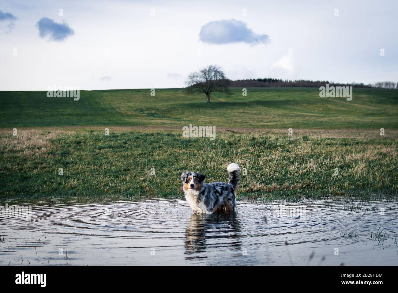 chien de berger australien sautant dans l'eau en face du gras vert six Banque D'Images