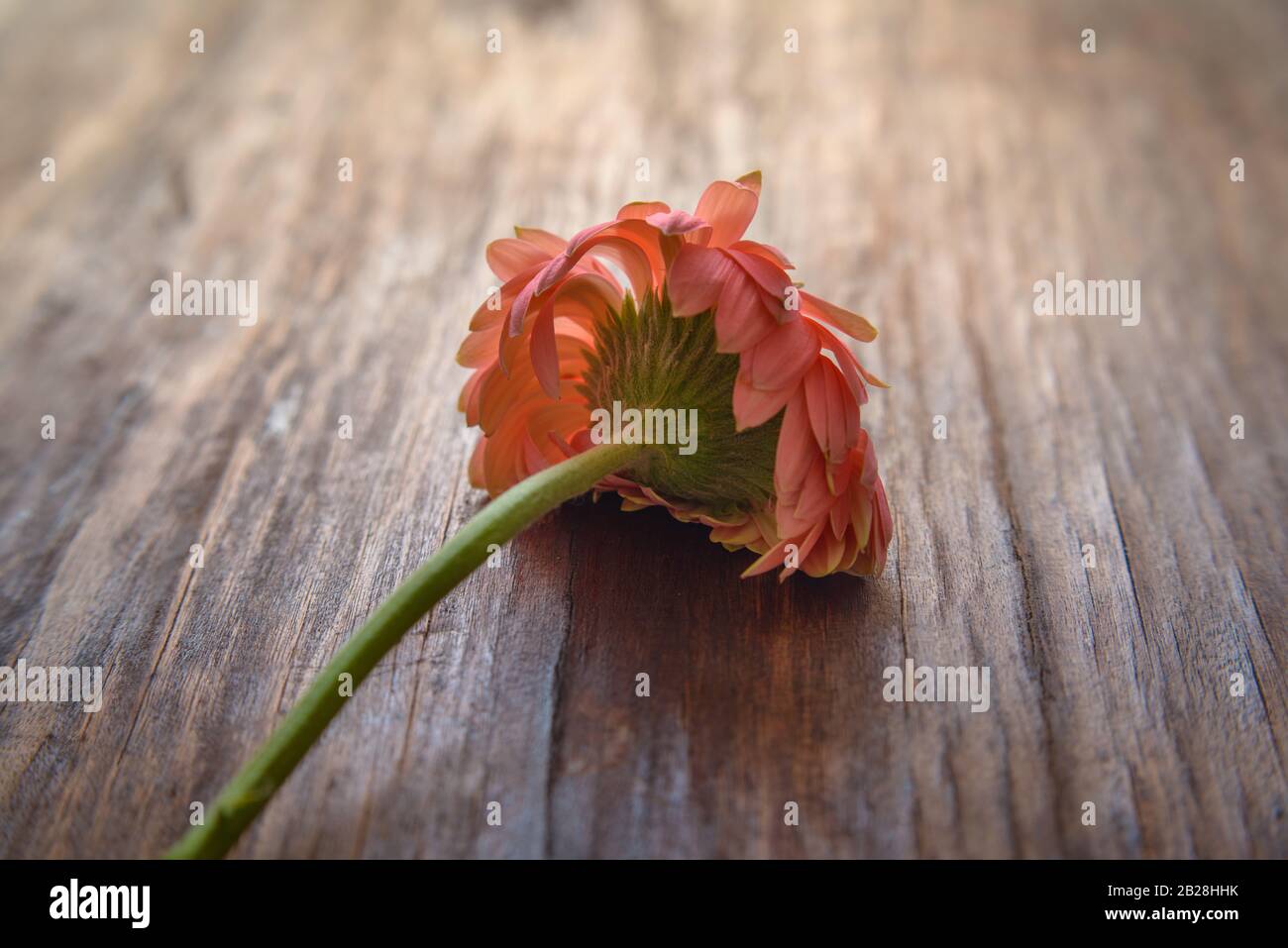 Fleur rose sur fond en bois Banque D'Images