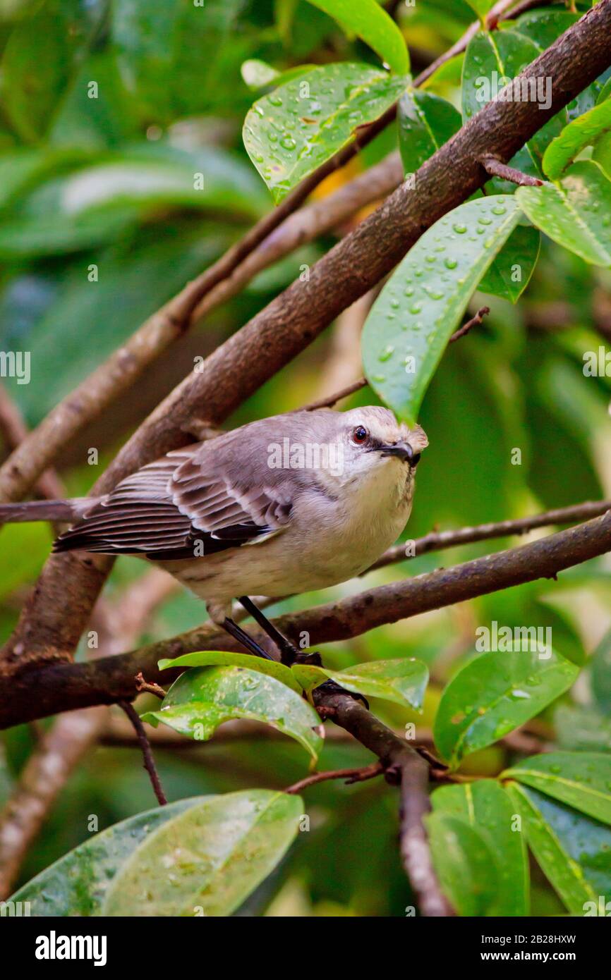 Curieux oiseau de Mocking tropical (mimus gilvus) avec des plumes gris clair et foncé et un bec noir, perché sur un arbre aigre-sop dans la tropicale Sainte-Lucie Banque D'Images