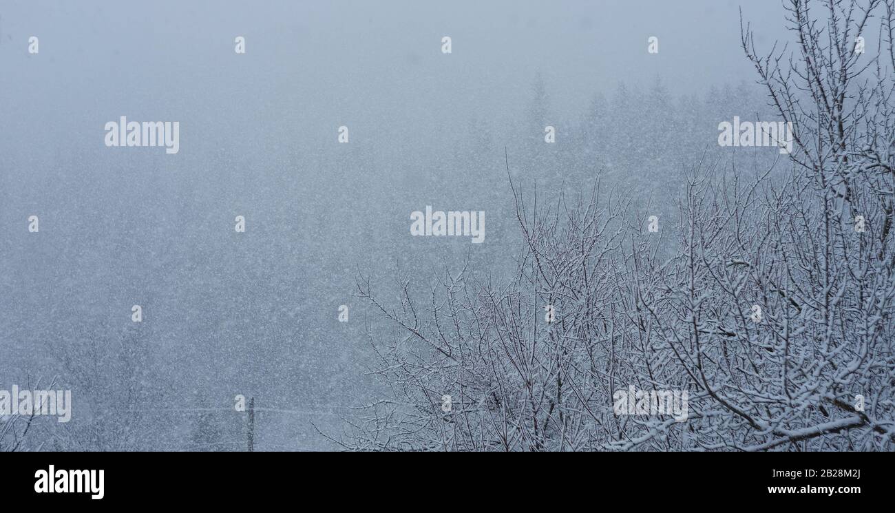 scène d'hiver dans le paysage de montagne, neige dans la forêt Banque D'Images