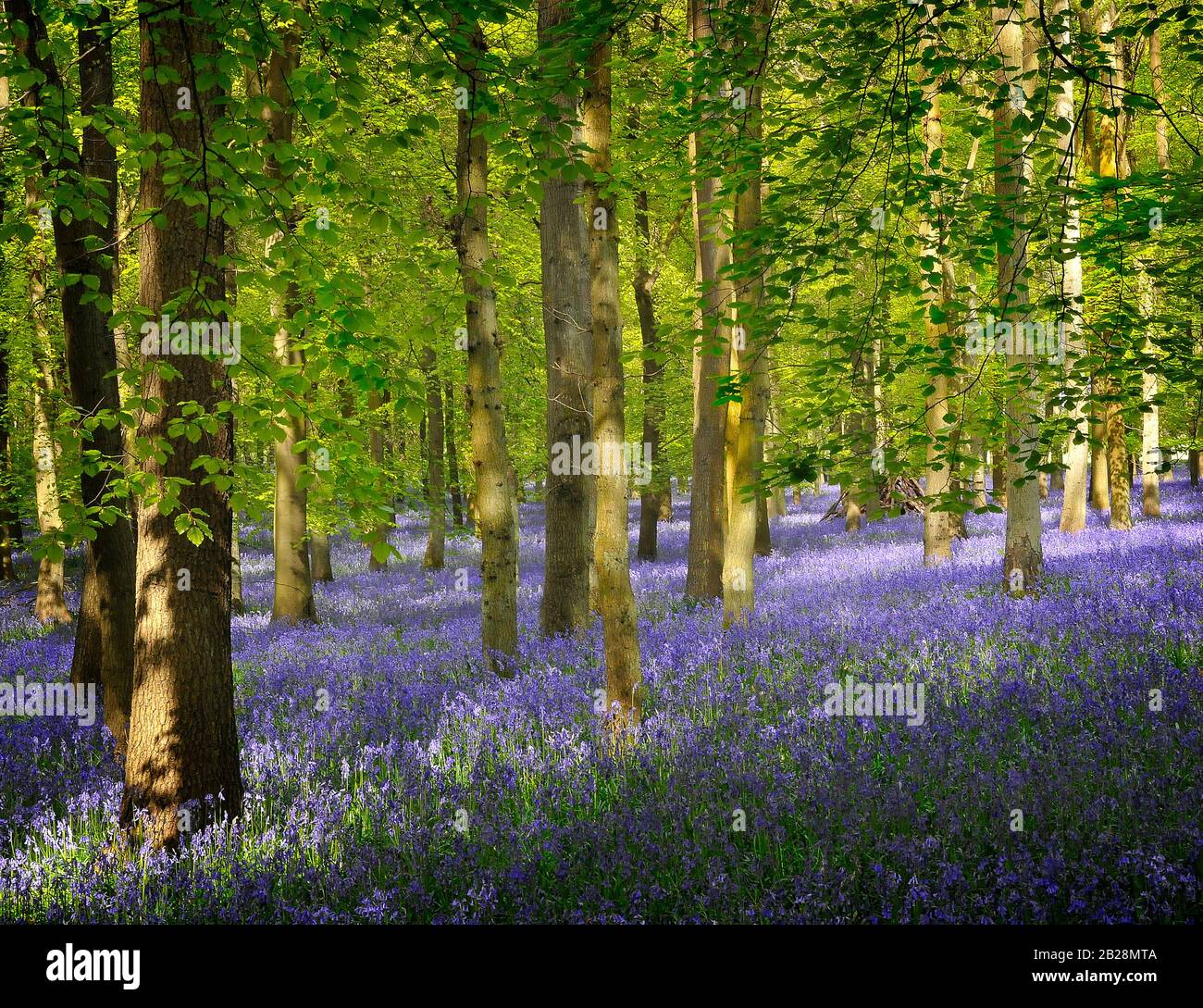 Bois de Bluebell avec tapis bleu vif sous couvert de hêtre Banque D'Images