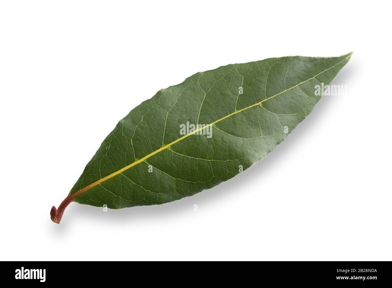 studio macro photo de feuille de laurier sur fond blanc avec ombre Banque D'Images