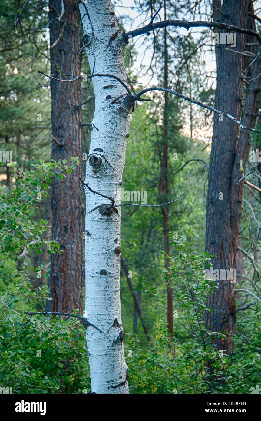 Tronc isolé d'un tronc blanc barré de l'arbre à trembles qui pousse dans la forêt Banque D'Images