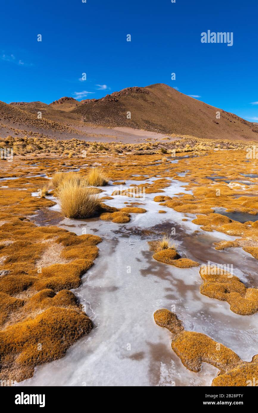 Paysage péruvien de la feathergrass avec de l'herbe de plumes (jarava ichu), des hautes Andes, des Andes, la province de Jujuy, Argentine Banque D'Images