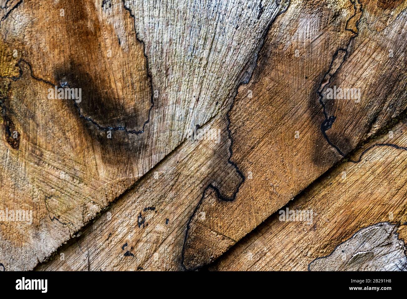 un gros plan de bois d'arbres coupés avec des motifs et des anneaux de croissance coupés avec un mot formant un modèle intéressant à utiliser comme arrière-plan. Banque D'Images