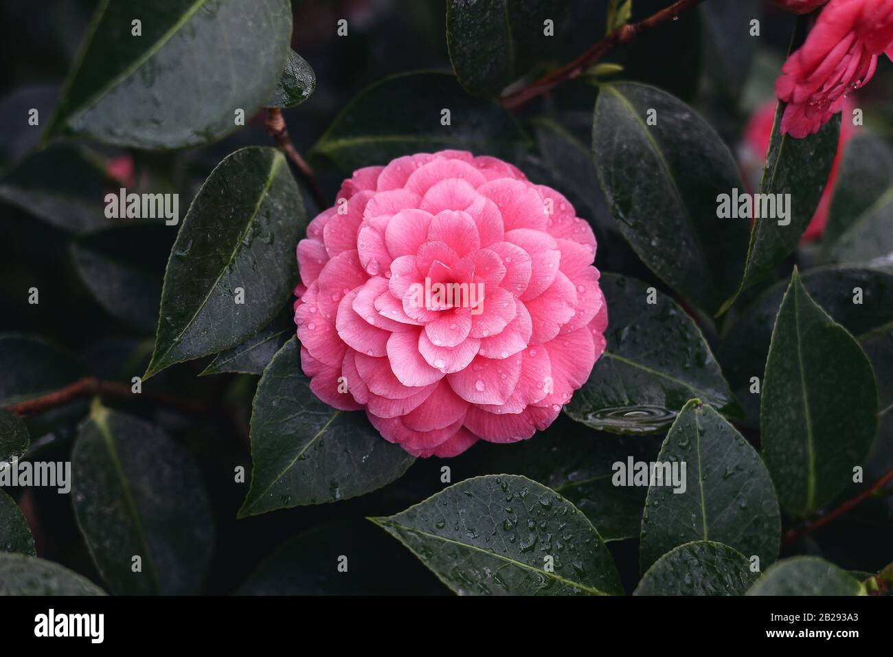 Gros plan sur la belle fleur rose pleine de camellia japonica, forme de rose. Feuilles vert foncé avec de l'eau, gouttes de rosée. Arbuste vert-vergeant en verre Banque D'Images