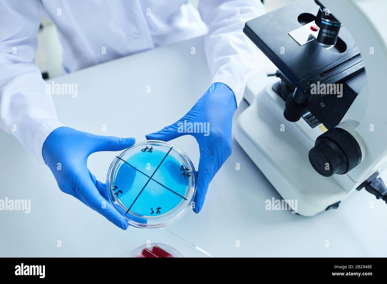 Vue de dessus contexte du scientifique tenant la boîte de Petri à côté du microscope tout en travaillant sur la bio-recherche en laboratoire, espace de copie Banque D'Images