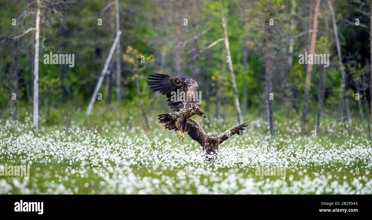 Jeunes aigles à queue blanche i dans le pré avec des fleurs blanches. . Nom scientifique: Haliaetus albicilla, Ern, erne, aigle gris, aigle eurasien de mer an Banque D'Images