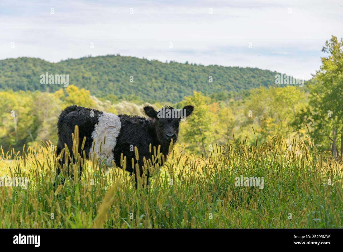 Veau Galloway noir et blanc avec ceinture dans une herbe longue dans un pré d'été en Nouvelle-Angleterre, aux États-Unis Banque D'Images