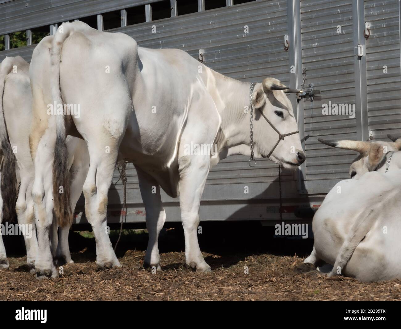 Pedigree White Park vache au salon agricole Banque D'Images