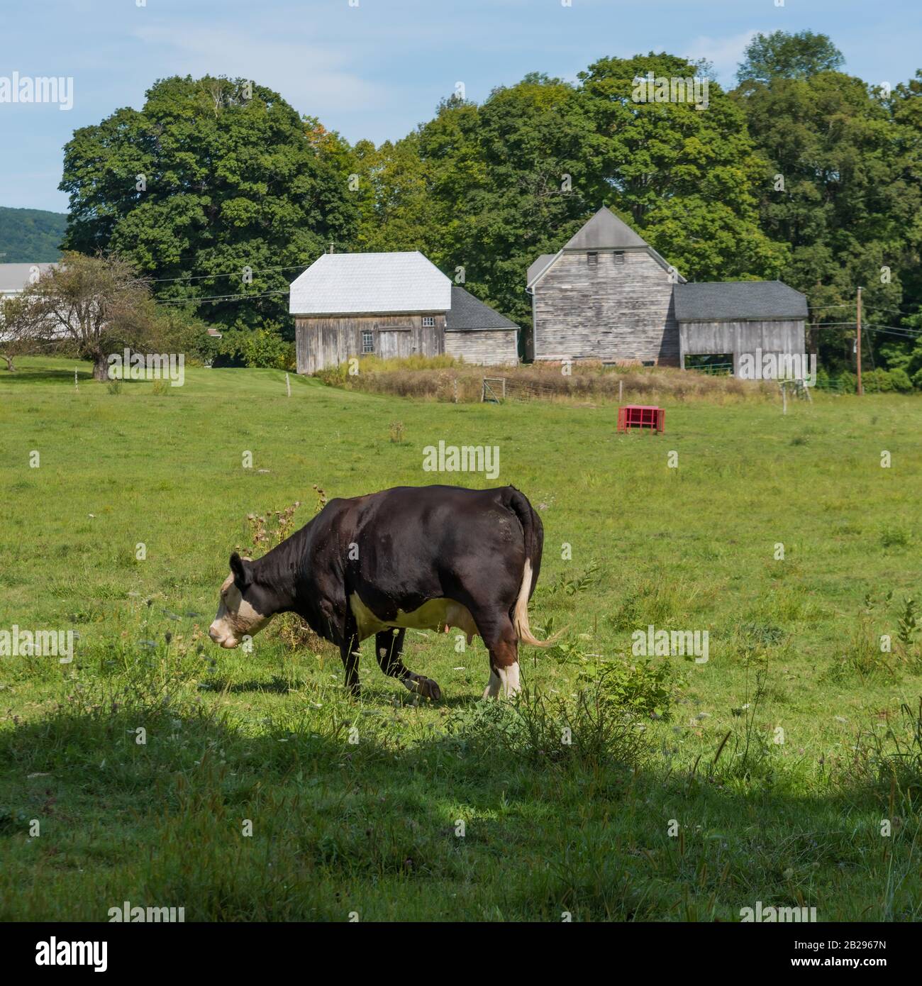 Vache noire et blanche qui broutage devant les bâtiments agricoles dans le Connecticut rural Banque D'Images