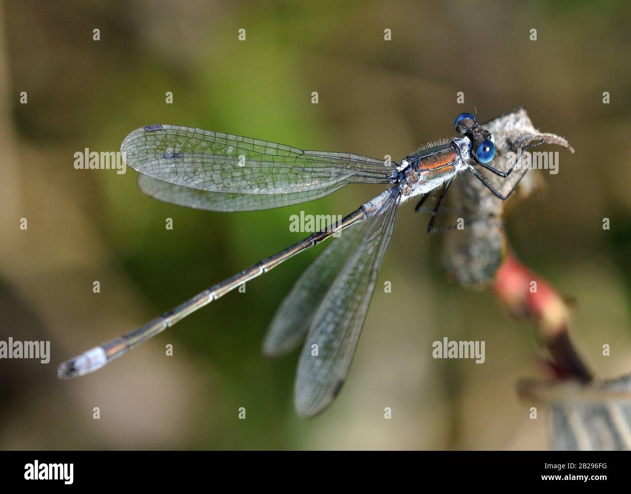 Emerald Damselfly - Lestes sponsora damselfly, avec une large distribution Palaearctique. Il est connu communément comme l'émeraude damselfly ou la tartinade commune Banque D'Images