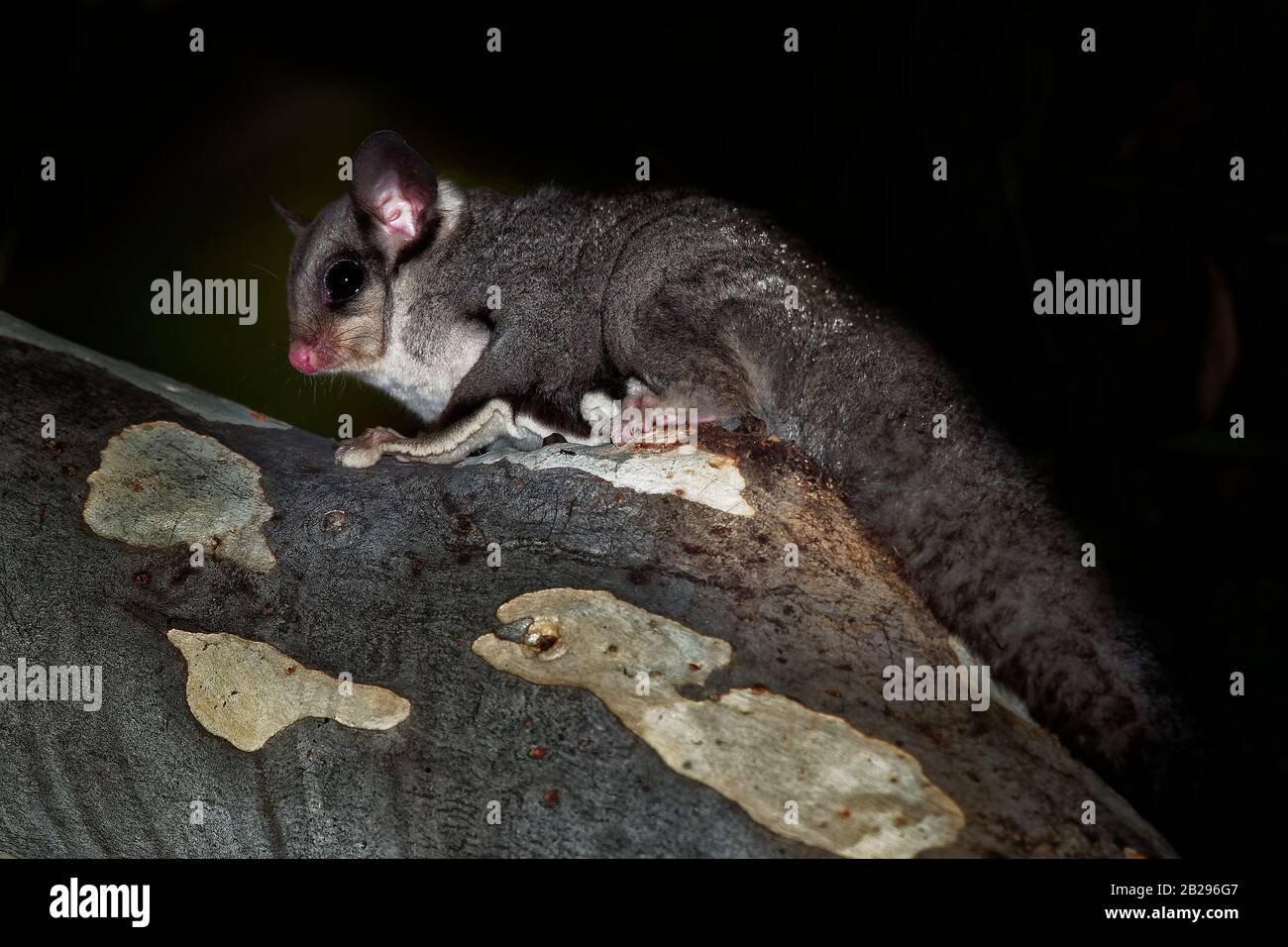 Glider de sucre - Petaurus breviceps petit, omnivore, arboricole et nocturne gliding possum appartenant à l'infraclasse marsupiale vivant, endémique à Banque D'Images