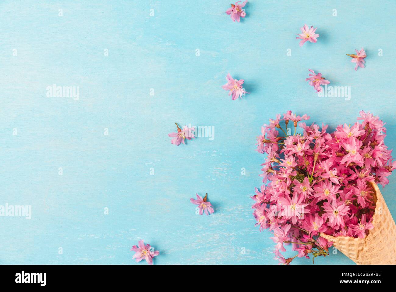 Printemps en fleurs de cerisier rose fleurs en cornet gaufré sur fond bleu. Concept de printemps minimes. Télévision. Vue de dessus with copy space Banque D'Images