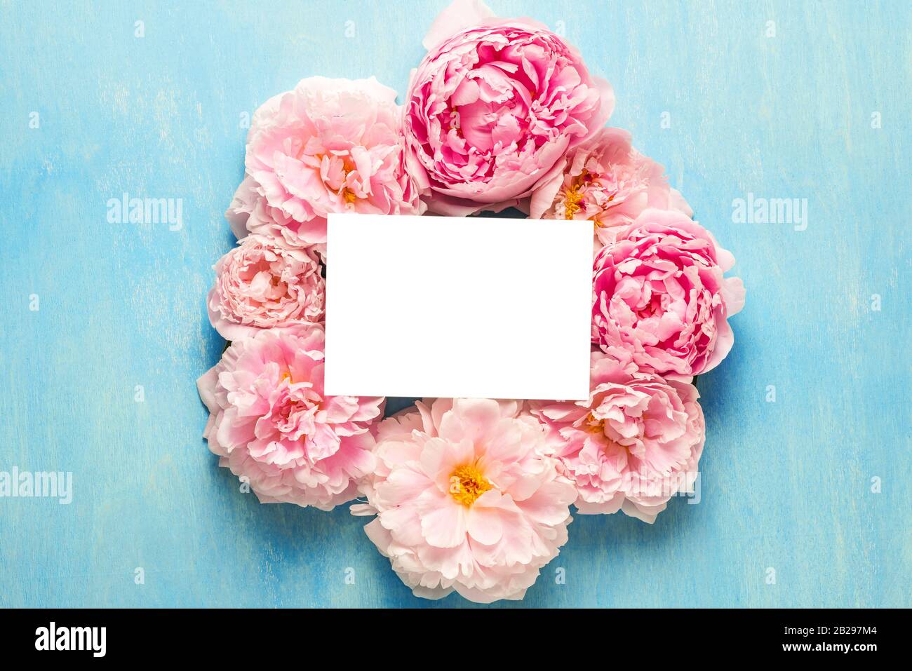 Carte de vœux vierge dans le cadre fait de fleurs roses pivoines sur fond bleu. Composition des fleurs. Maquette. Vue de dessus. Plat. Mariage ou anniversaire dans Banque D'Images