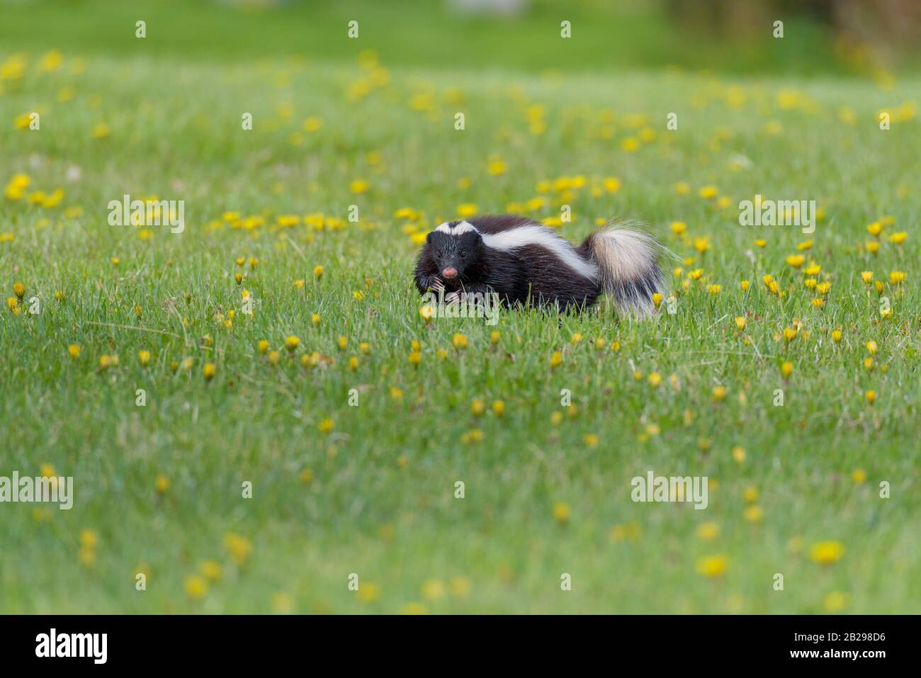 skunk o mofeta chilena Banque D'Images