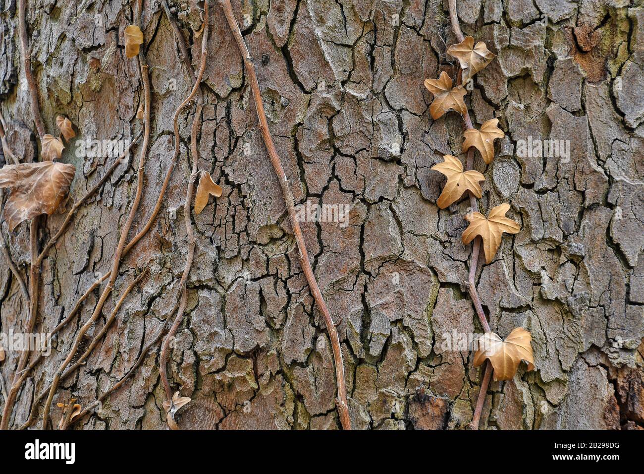 écorce d'arbre rugueuse avec feuilles de vigne séchées brun arrière-plan Banque D'Images