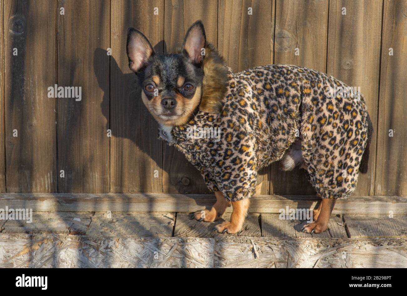 Veste chihuahua sale