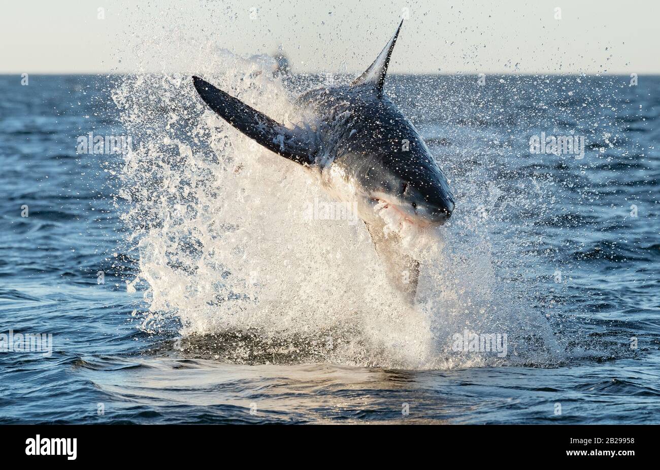 Braconnage Grand Requin Blanc. Vue de face, Nom scientifique: Carcharodon carcharias. Afrique Du Sud Banque D'Images
