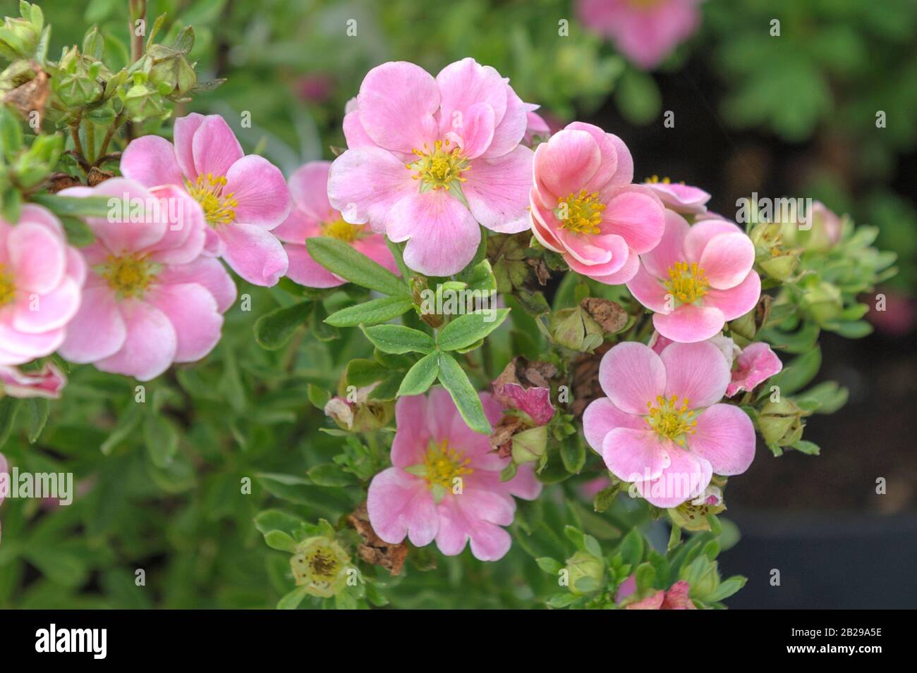 Fingerstrauch (Potentilla fruticosa Pink Paradise) Banque D'Images