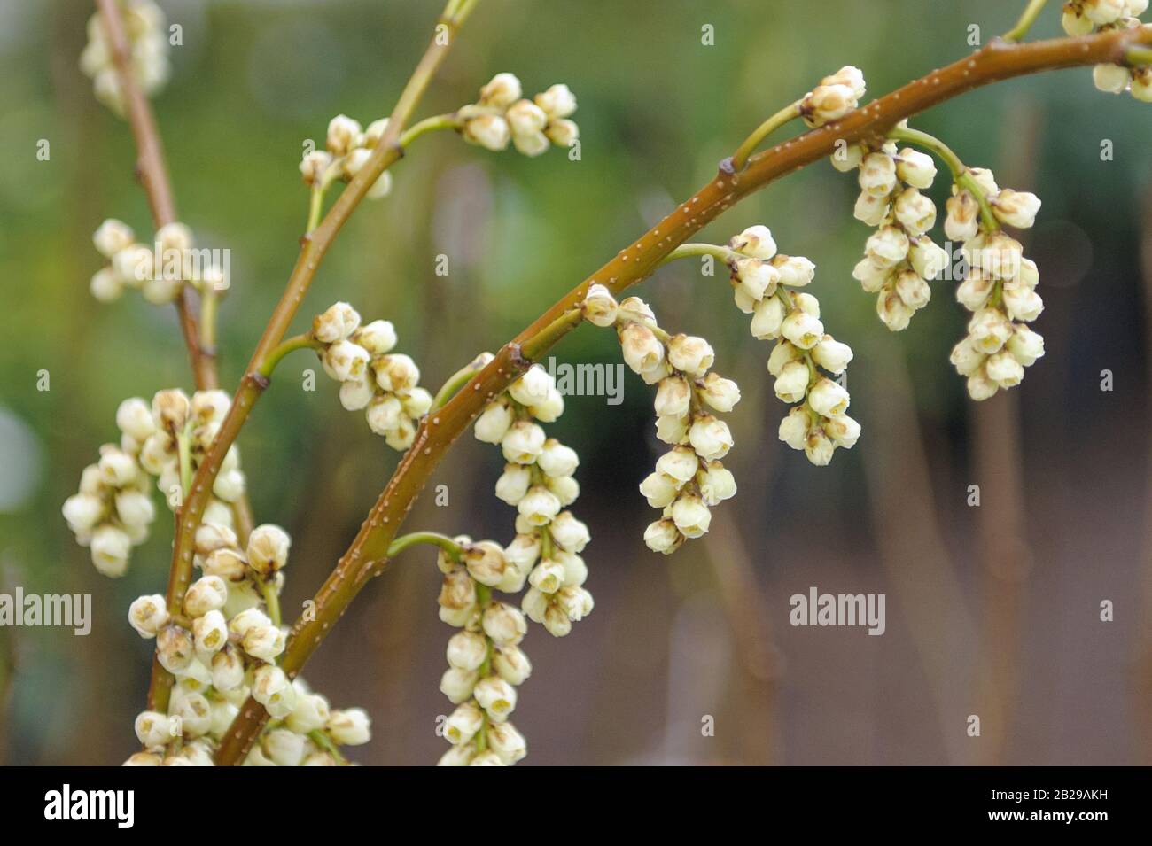 (Perlschweif Stachyurus chinensis 'Image merveilleuse') Banque D'Images