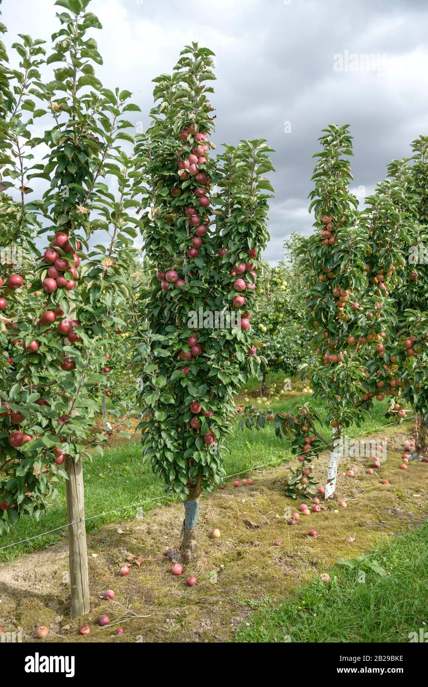 Säulen-Apfel (Malus domestica) DE LA RIVIÈRE ROUGE Banque D'Images