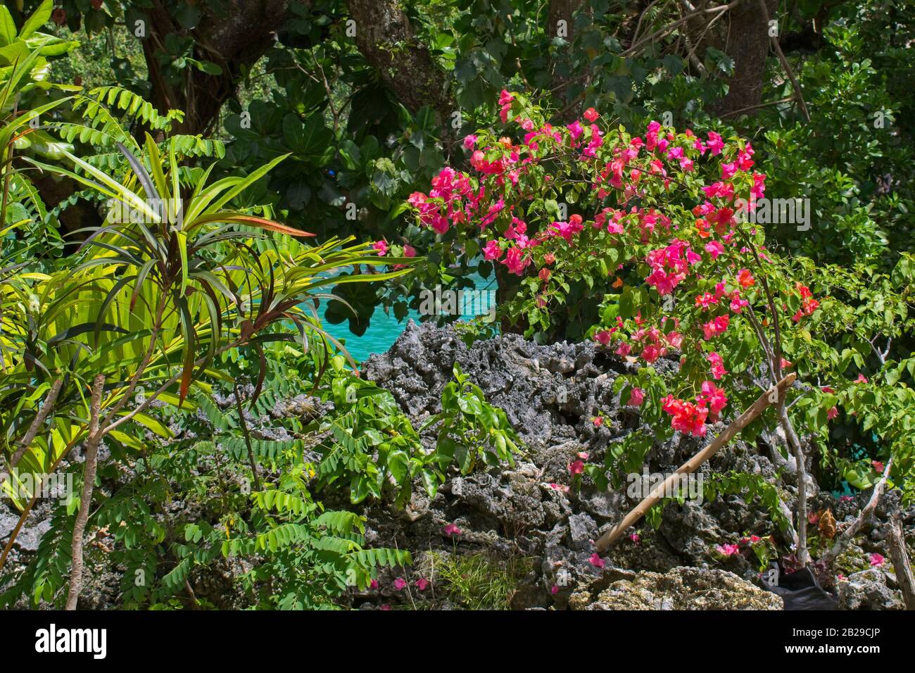 Plantes tropicales qui poussent de la lave autour de la lagune bleue à Vanuatu. Banque D'Images