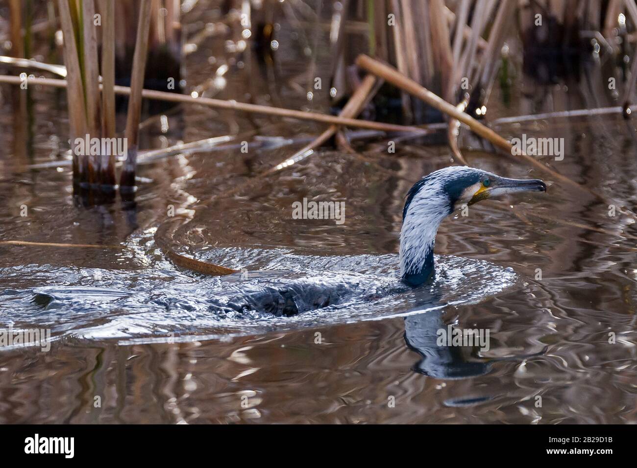 Un cormoran japonais (Phalacrocorax capillatus), également connu sous le nom de cormoran de Temminck nageant dans un lac dans le parc Izumi no Mori, Kanagawa, Japon. Banque D'Images