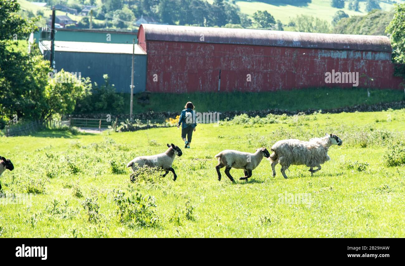 Le Wayfarers Scottish Border Program, 7 juin 2019 à pied de l'hôtel à Peebles suivant la route utilisée par les foies pendant des siècles. Marchez jusqu'au TH Banque D'Images