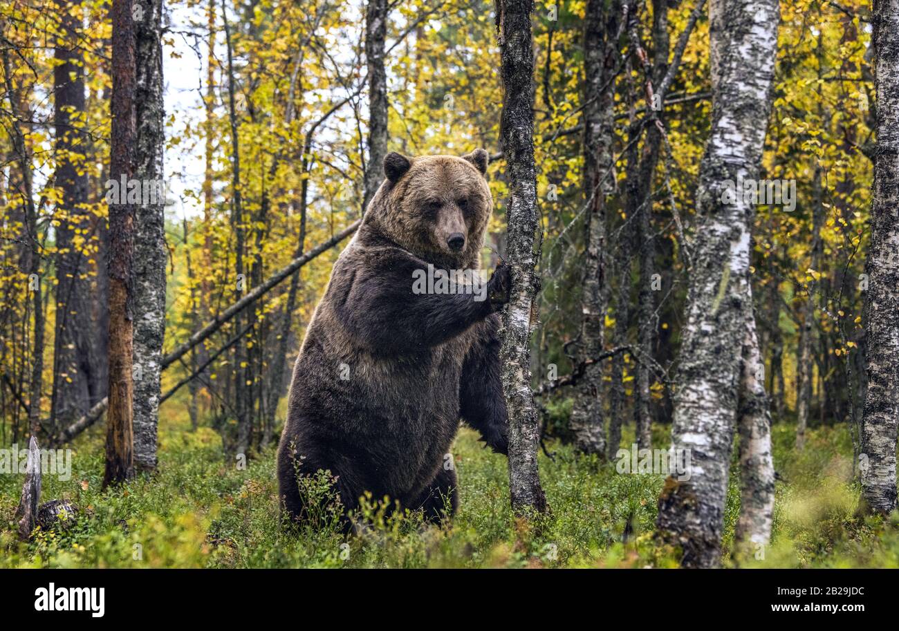 L'ours brun se tient sur ses pattes arrière par un arbre dans une forêt. Nom scientifique: Ursus arctos. Habitat naturel. Saison d'automne. Banque D'Images