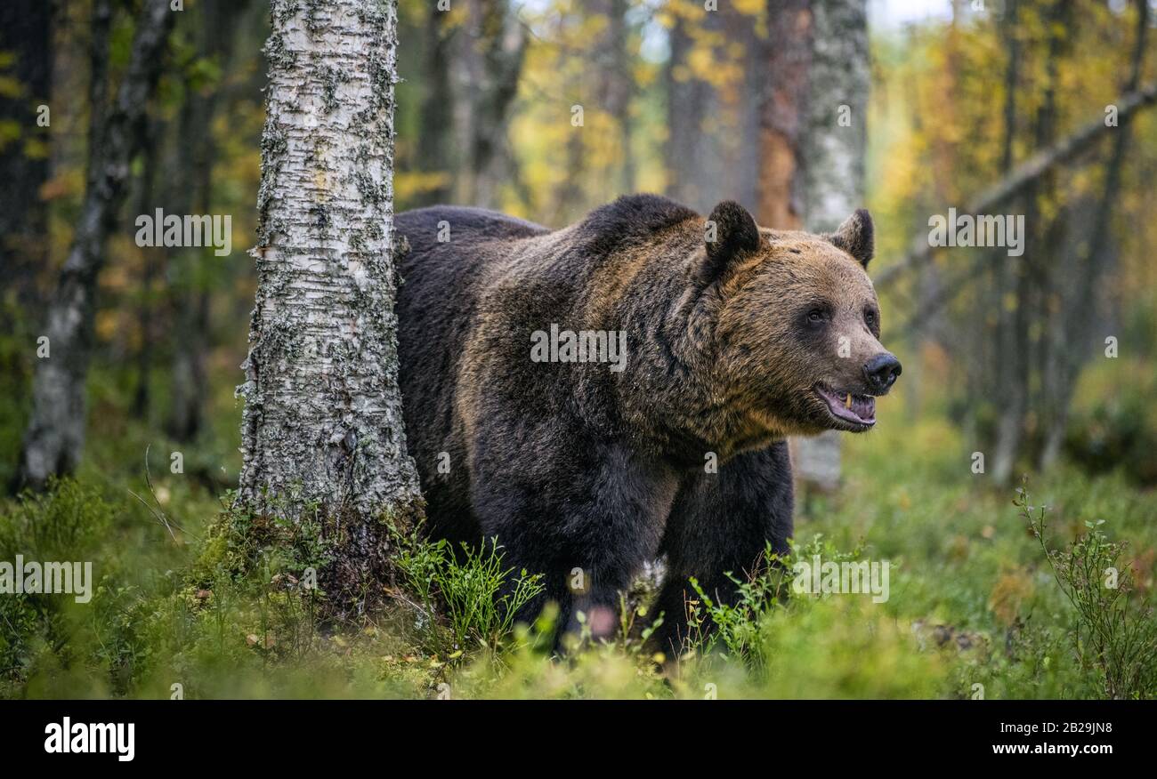 Grand mâle Adulte de l'ours brun dans la forêt d'automne. Nom scientifique: Ursus arctos. Habitat naturel. Banque D'Images