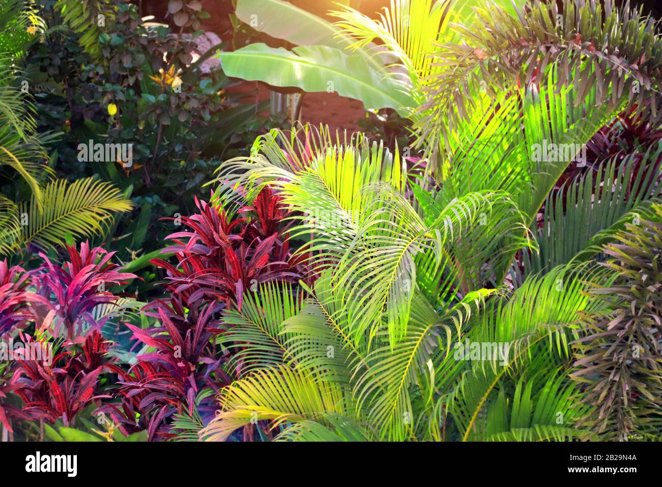 Végétation tropicale luxuriante. Plantes Exotiques avec feuilles vertes et rouges dans une forêt tropicale. Sur fond ensoleillé Banque D'Images