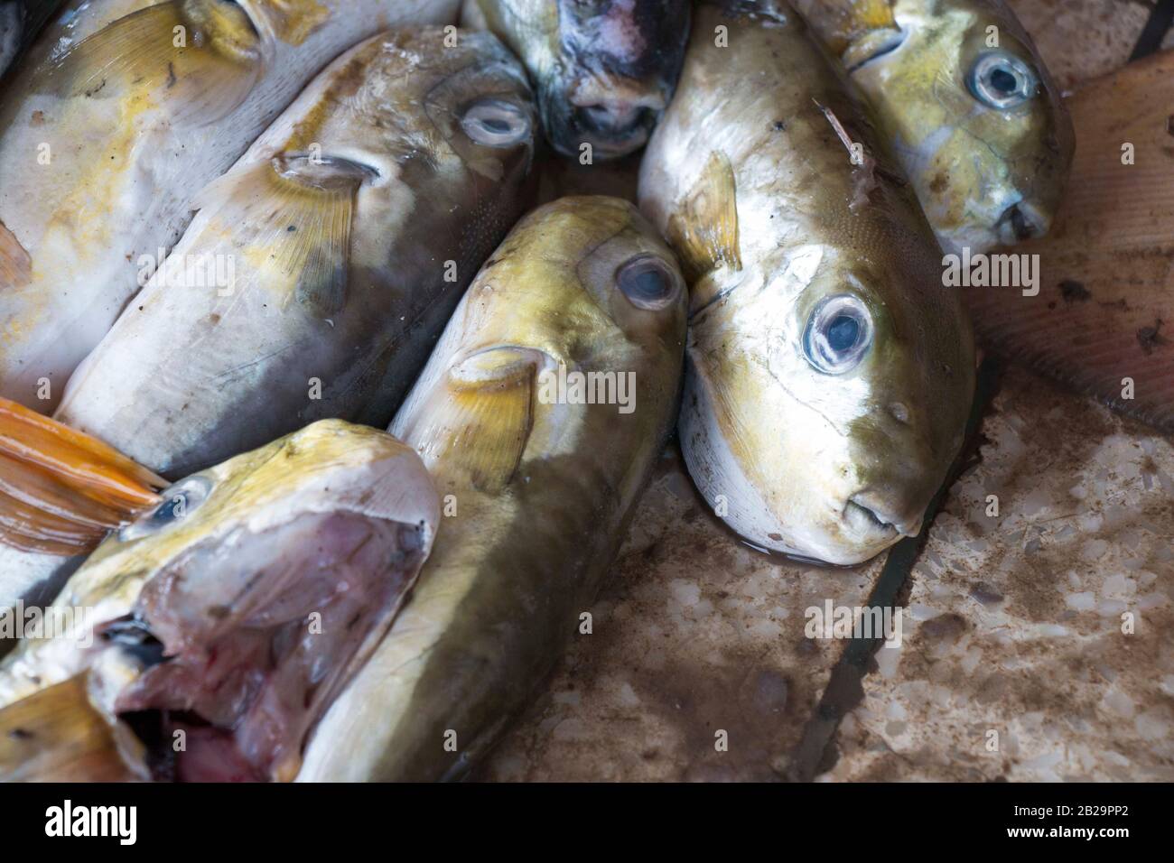 Des poissons plus petits verts pêchent de la mer par des hommes de Fisher dans le bazar de Cox, au Bangladesh. Le poisson vert est une espèce de poissons plus petits que l'on trouve dans le Sud. Banque D'Images