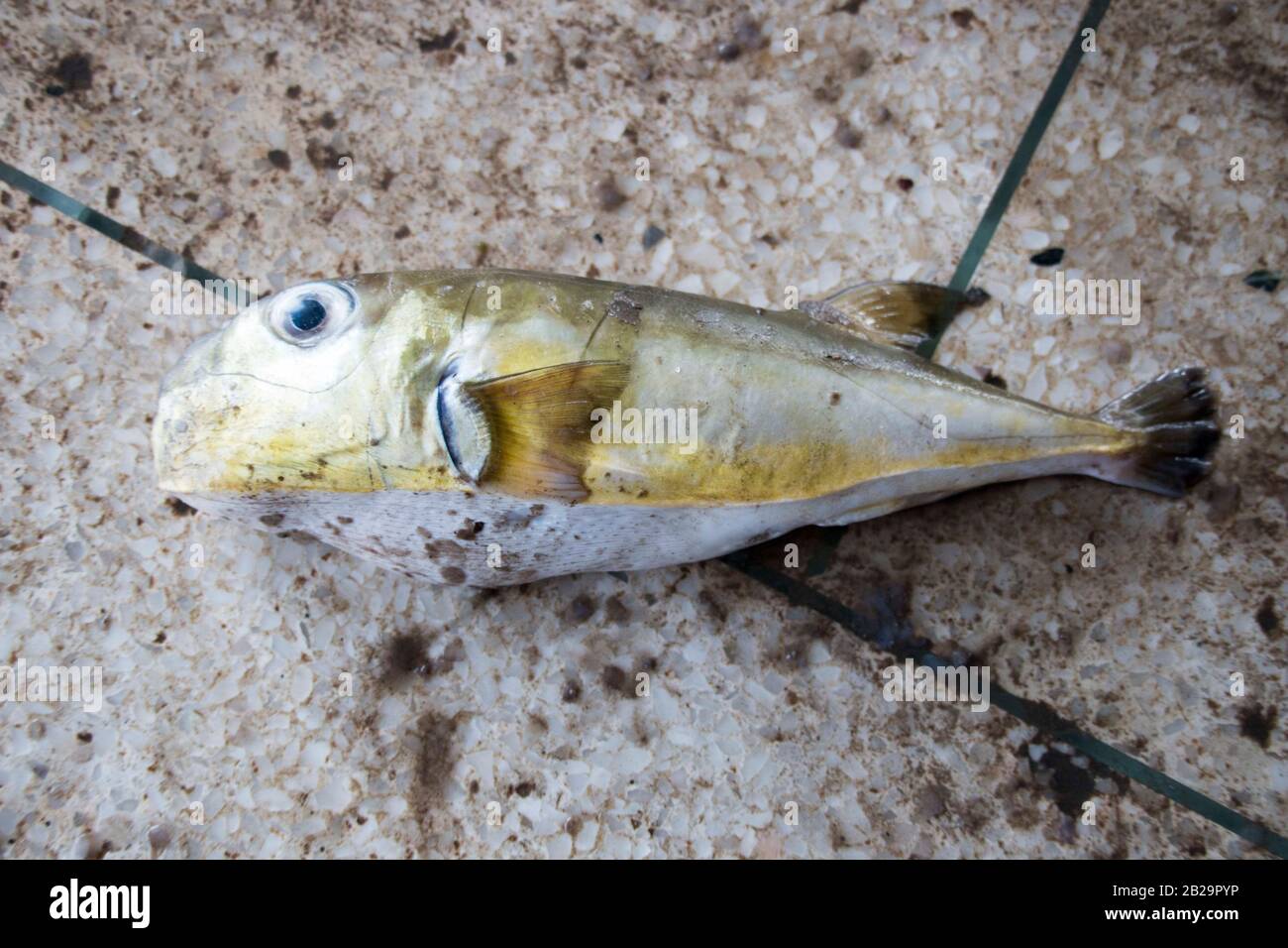 Des poissons plus petits verts pêchent de la mer par des hommes de Fisher dans le bazar de Cox, au Bangladesh. Le poisson vert est une espèce de poissons plus petits que l'on trouve dans le Sud. Banque D'Images