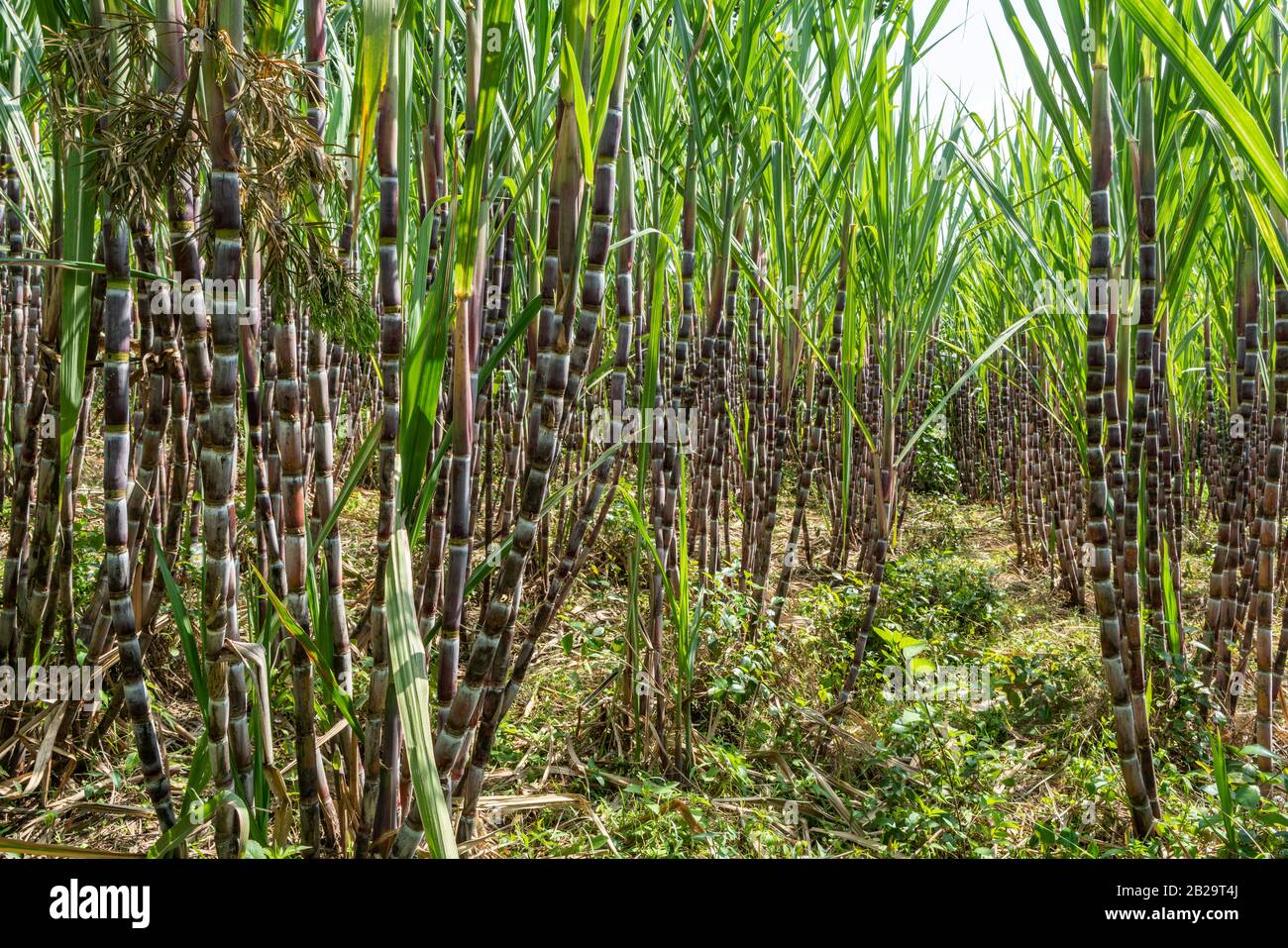 Les tiges de la plante de canne à sucre qui se développe dans le sud de l'Éthiopie Banque D'Images