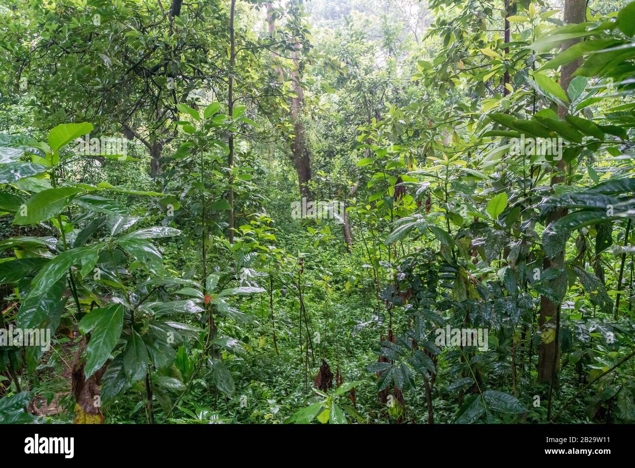 Végétation verte luxuriante dans le sud rural de l'Ethiopie Banque D'Images