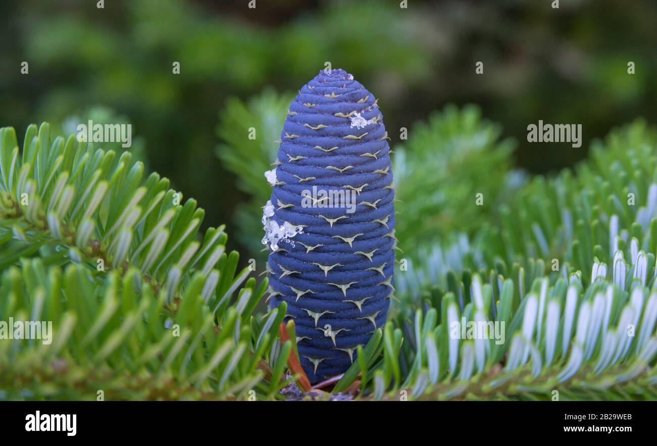 Cône de sapin coréen (Abies koreana) sur la branche verte. Gros plan. Banque D'Images