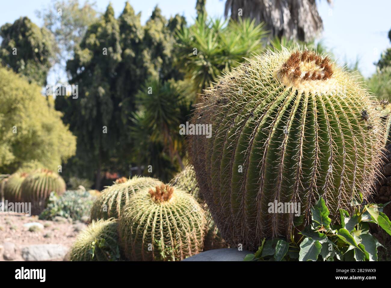 Gros plan sur Golden Barrel Cactus. Banque D'Images