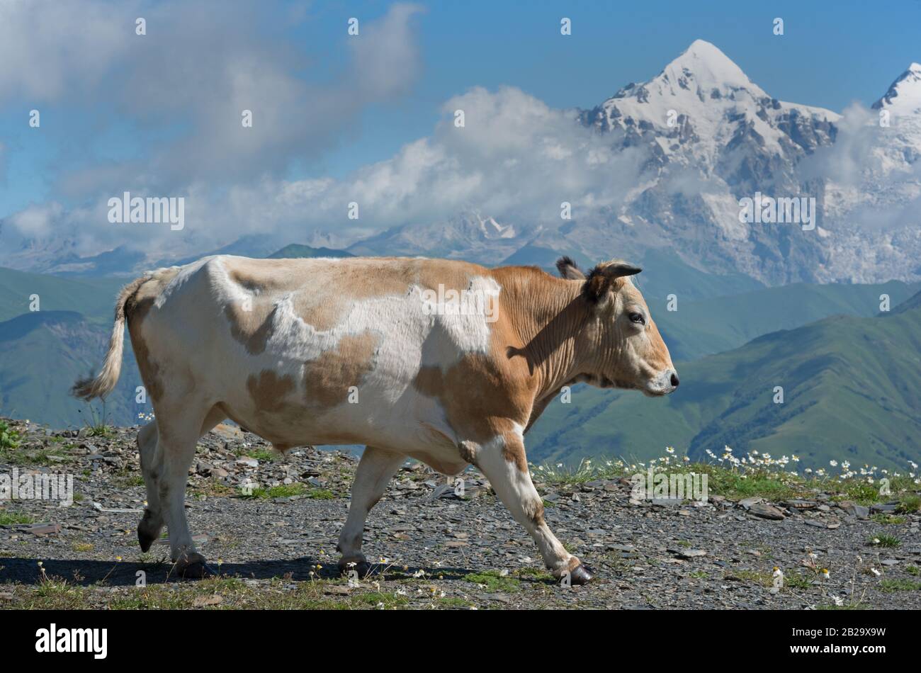 La vache dépastrée sur la prairie alpine peut donner une production écologiquement propre. Banque D'Images