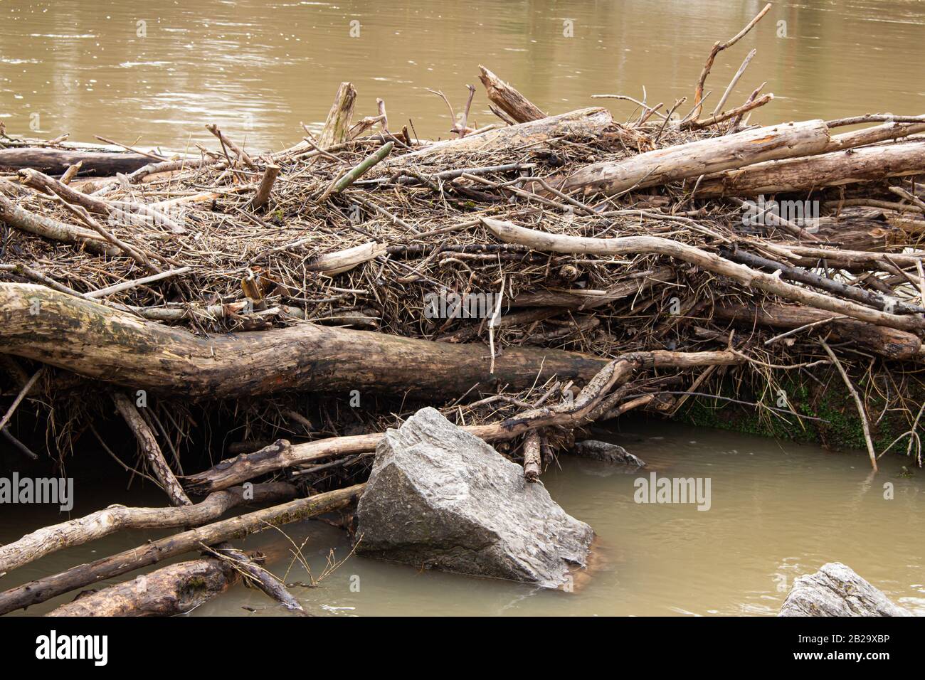 Barrage naturel fait de branches et de roches Banque D'Images