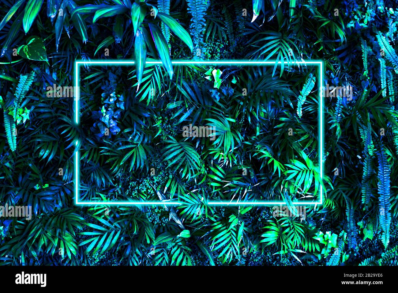 Feuilles bleu vert tropique créatif de surface avec cadre blanc néon. Arrière-plan naturel. Pose plate. Banque D'Images